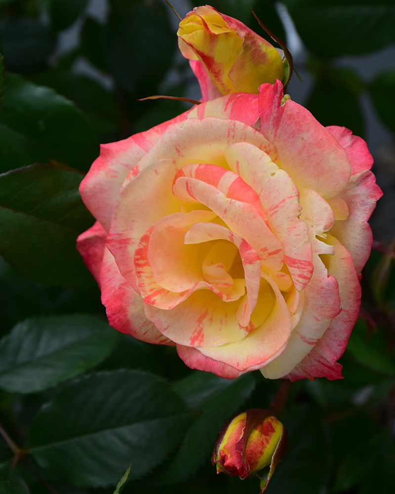 Chihuly Rose Tree Form #5<br><i>Rosa 'Chihuly'</br></i>
