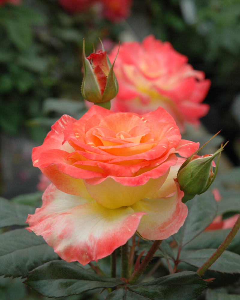 Chihuly Rose Tree Form #5<br><i>Rosa \'Chihuly\'</br></i>