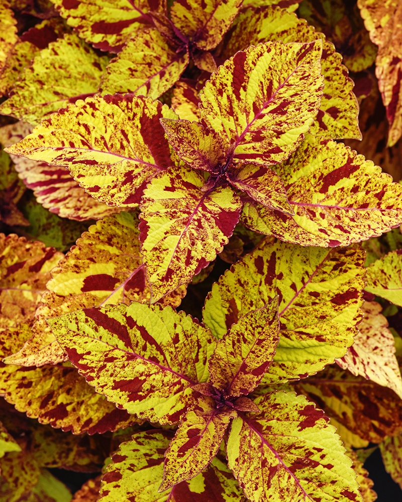 Coleus Marble Mania 4"