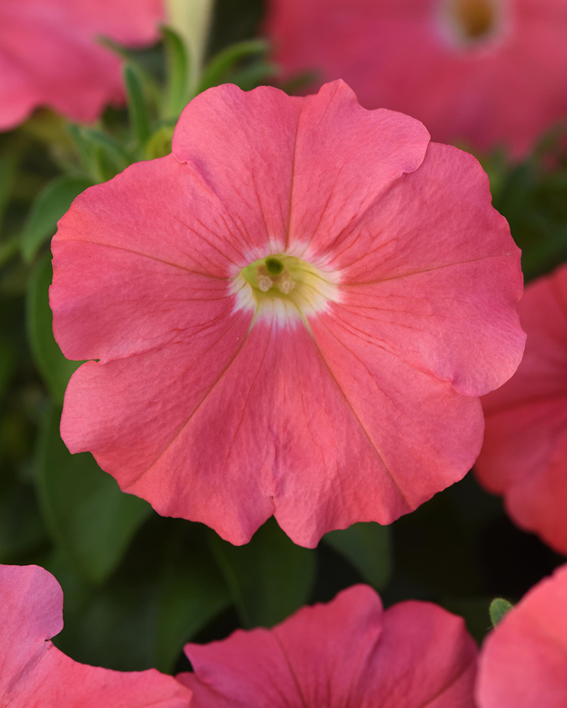 Petunia Madness Simply 4"