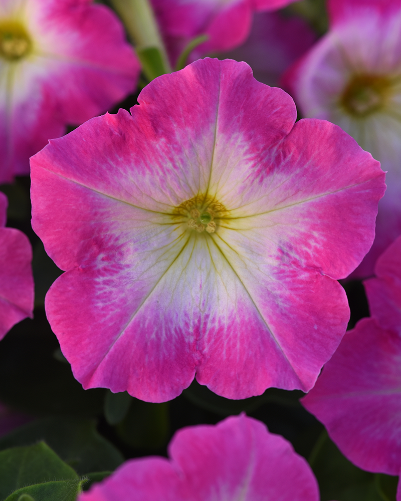 Petunia Madness Rose Morn 4"