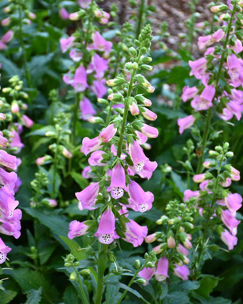 Pink Panther® Foxglove #1<br><i>Digitalis 'Pink Panther'</br></i>