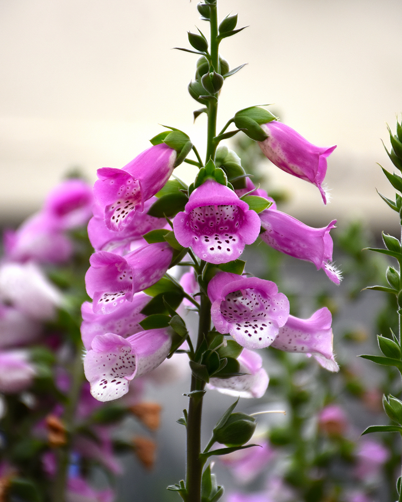 Pink Panther® Foxglove #1<br><i>Digitalis \'Pink Panther\'</br></i>