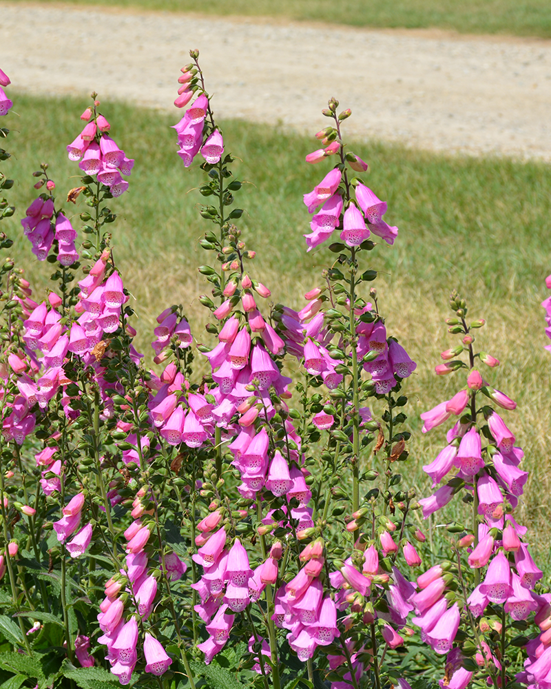Pink Panther® Foxglove #1<br><i>Digitalis \'Pink Panther\'</br></i>