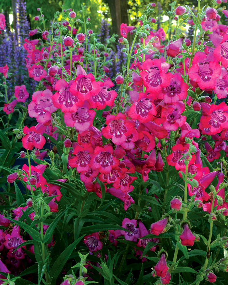 Cha Cha Hot Pink Beard Tongue #1<br><i>Penstemon 'Cha Cha Hot Pink'</br></i>
