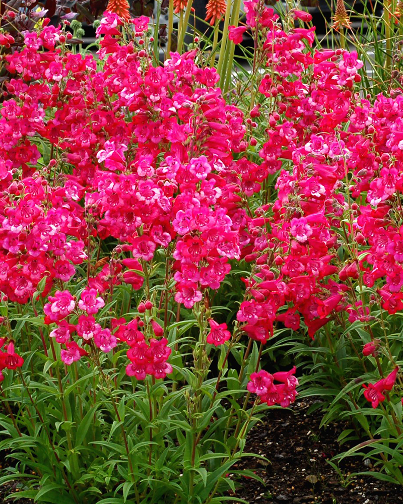 Cha Cha Hot Pink Beard Tongue #1<br><i>Penstemon \'Cha Cha Hot Pink\'</br></i>