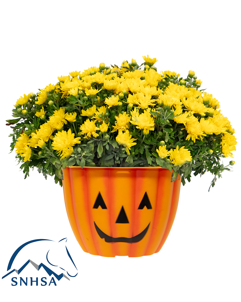 Diana Rayl Maxi-Mum