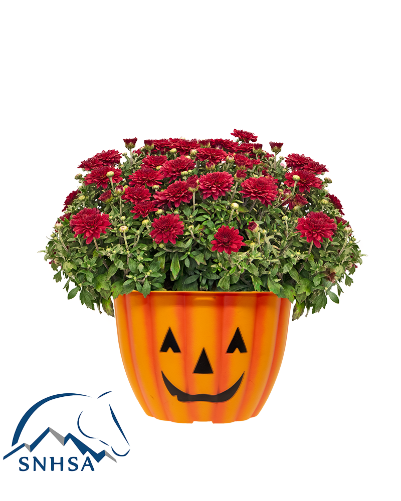 Sterling Sennhenn Mini-Mum