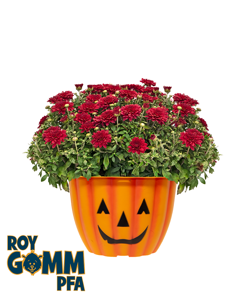 Roy Gomm Parent Faculty Association (PFA) Mini-Mum