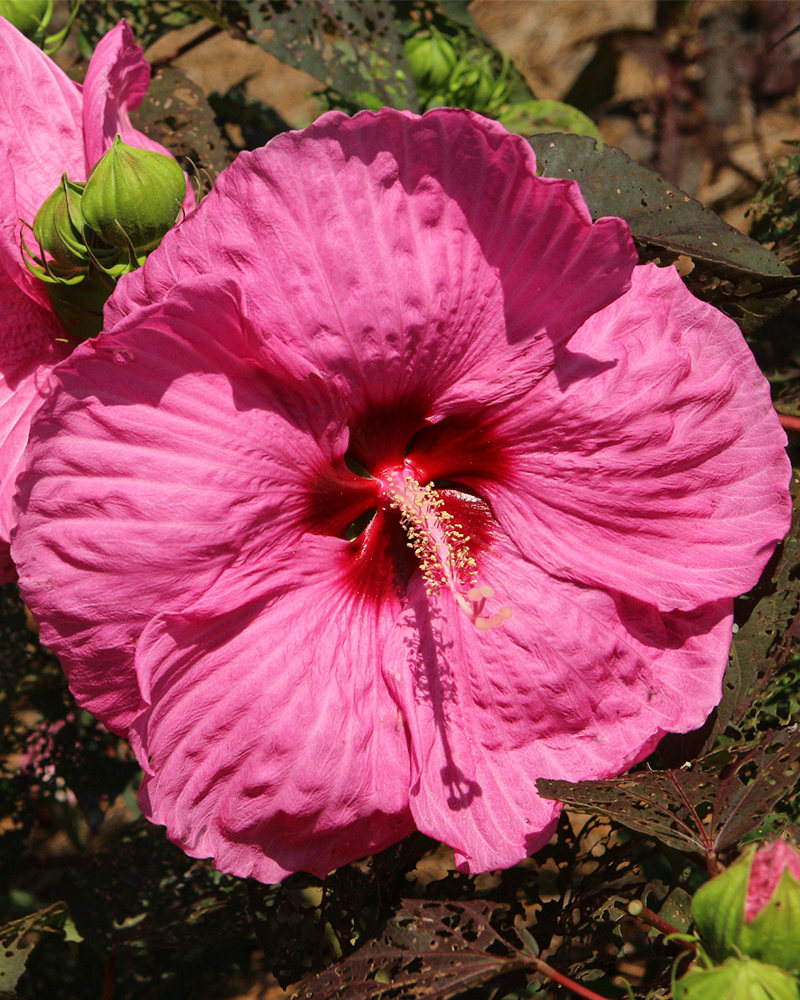 Head Over Heels® Passion Hibiscus #3<br><i>Hibiscus 'RutHib2'</br></i>