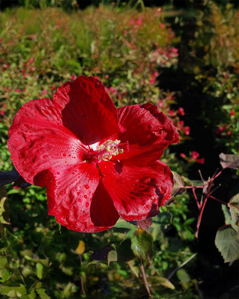 Head Over Heels® Desire Hibiscus #3<br><i>Hibiscus 'RutHib4'</br></i>
