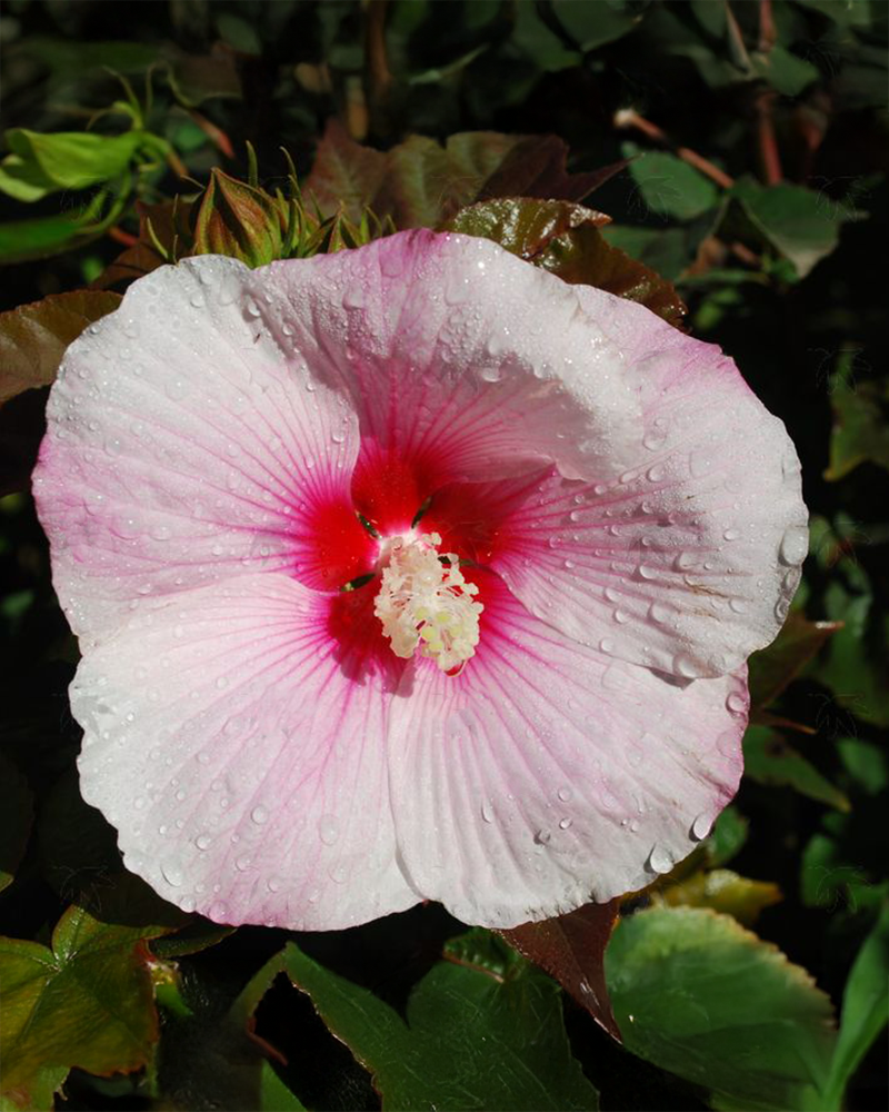 Head Over Heels® Dream Hibiscus<br><i>Hibiscus 'RutHib5'</br></i>