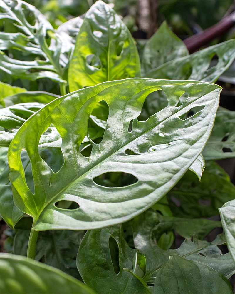 Philodendron Swiss Cheese 8"