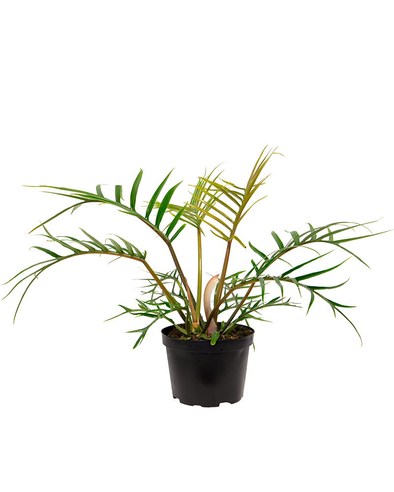 Philodendron Tortum 6\"