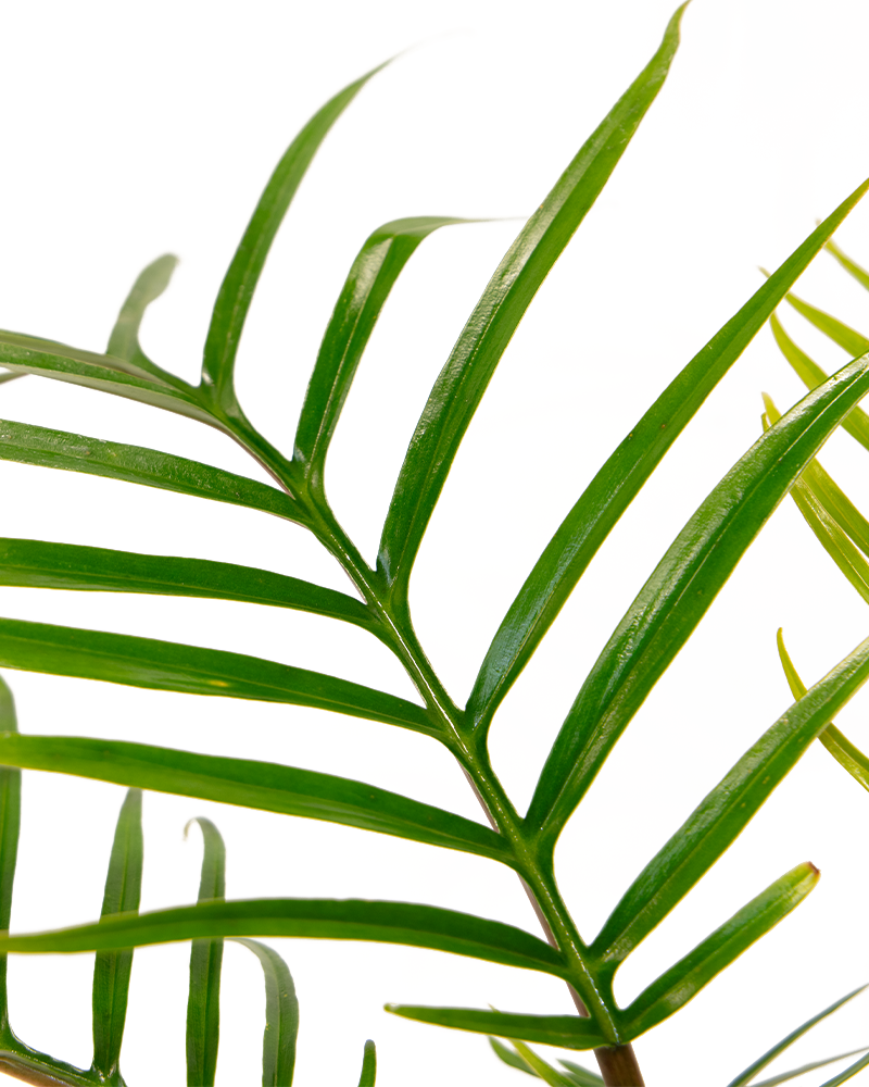 Philodendron Tortum 6\"