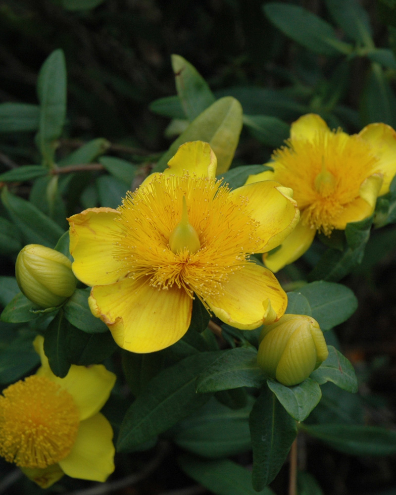 Sunburst St. John's Wort #1<br><i>Hypericum frondosum 'Sunburst'</br></i>