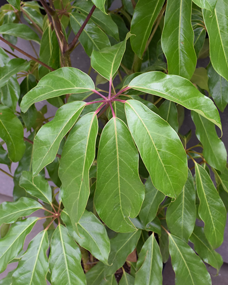 Schefflera Amate 8"