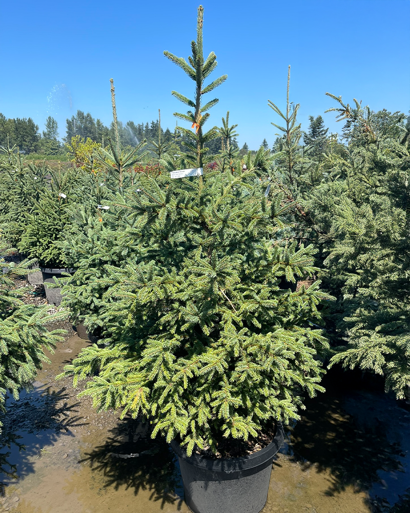 Black Hills Spruce #15<br><i>Picea glauca var. densata</br></i>