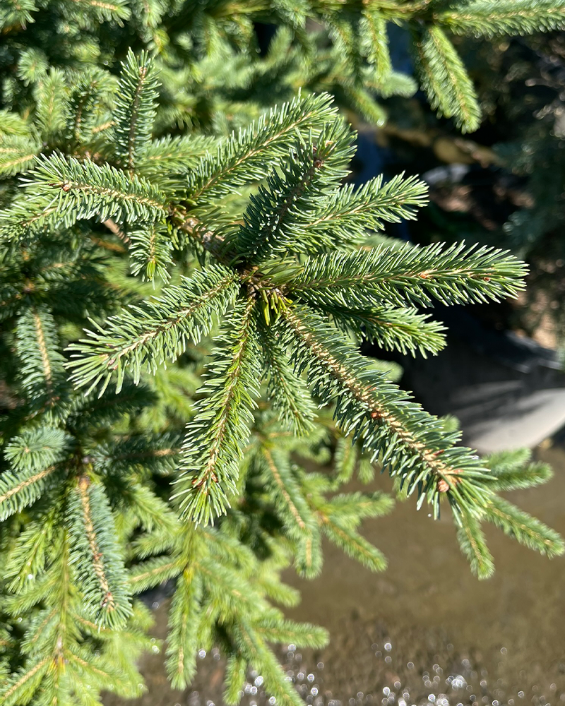 Black Hills Spruce #15<br><i>Picea glauca var. densata</br></i>
