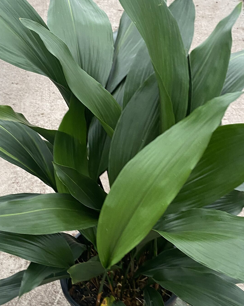 Cast Iron Plant 10"