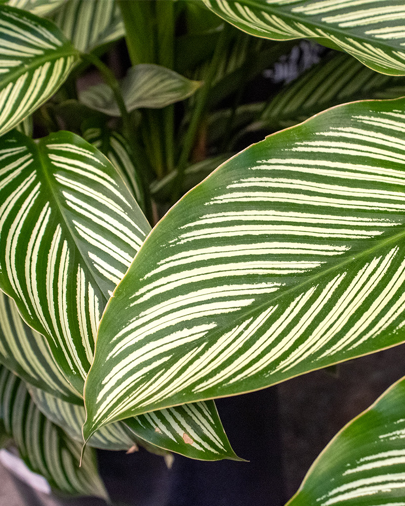 Calathea Vittata 4"