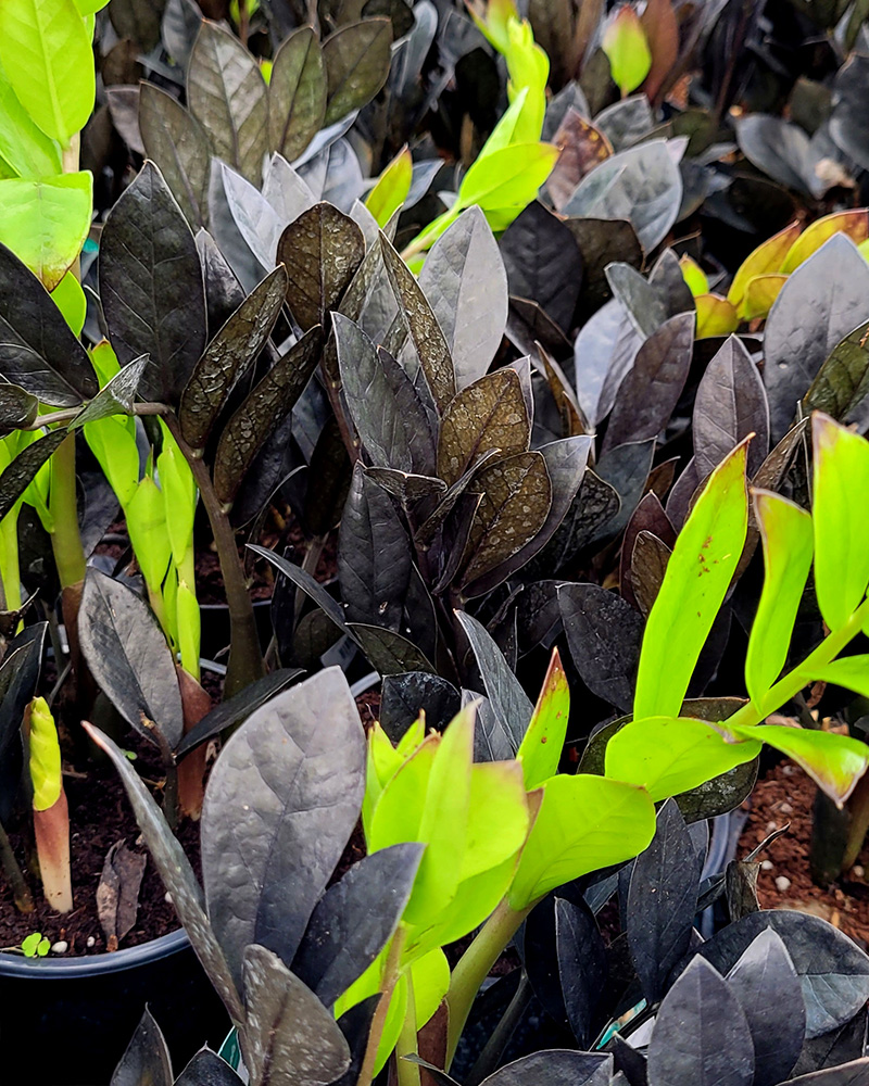 ZZ Plant Raven 8"