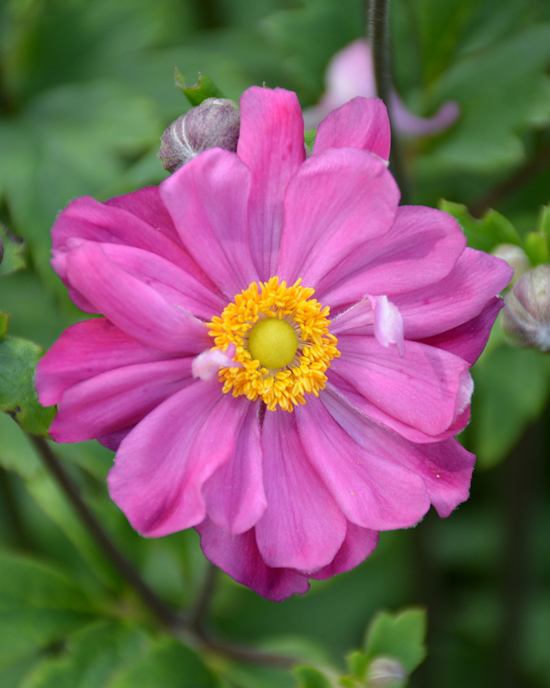 Curtain Call Deep Rose Anemone #1<br><i>Anemone 'Curtain Call Deep Rose'</br></i>