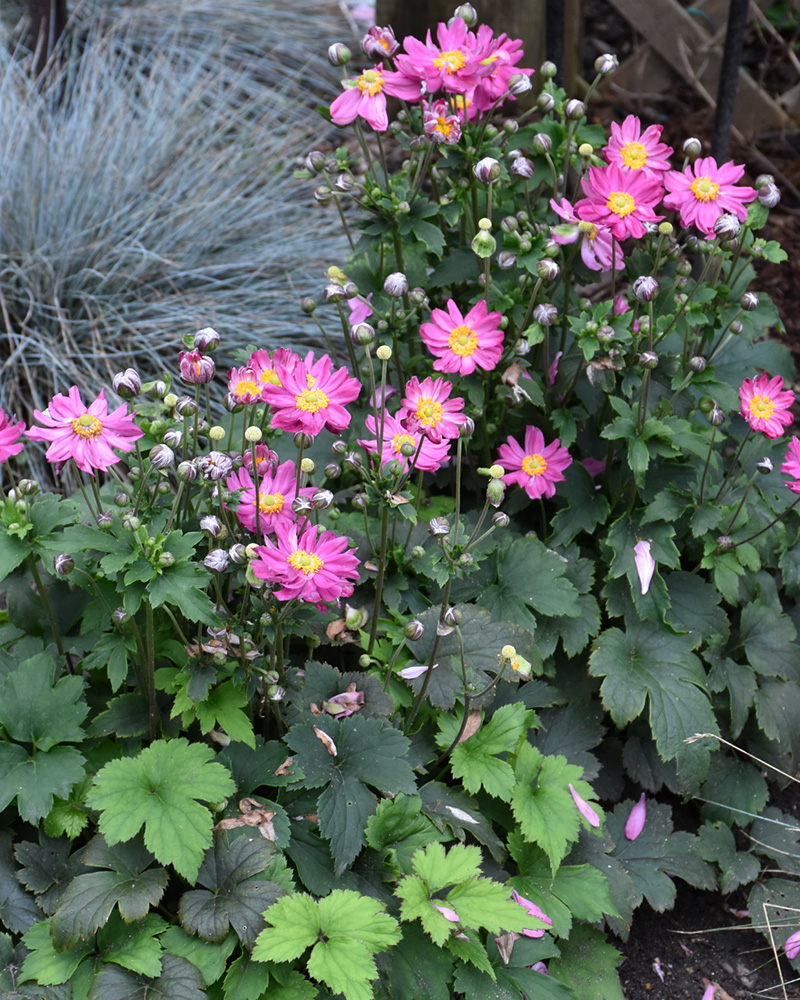 Curtain Call Deep Rose Anemone #1<br><i>Anemone \'Curtain Call Deep Rose\'</br></i>