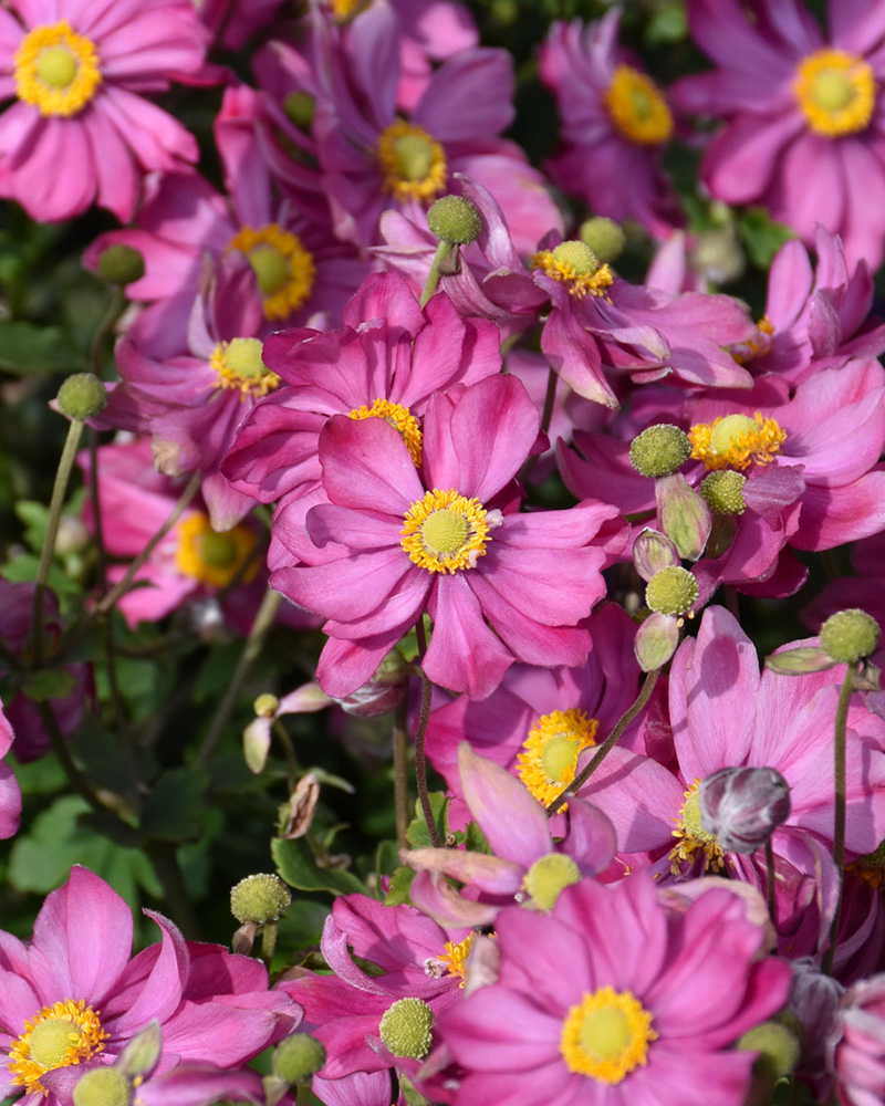 Curtain Call Deep Rose Anemone #1<br><i>Anemone \'Curtain Call Deep Rose\'</br></i>