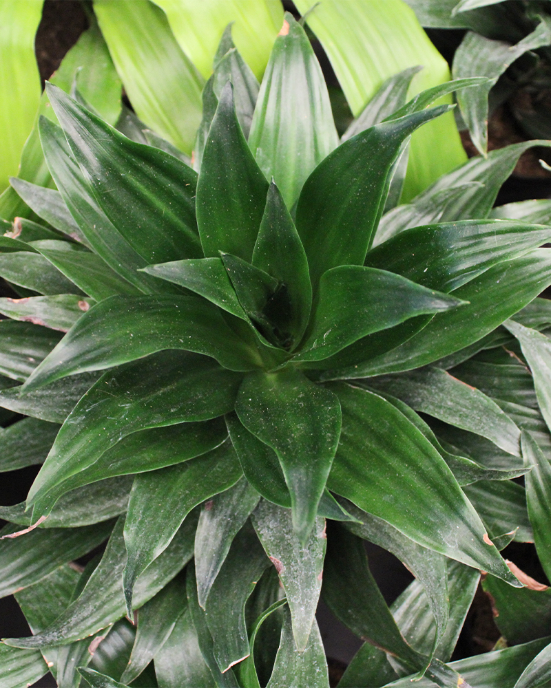 Dracaena Janet Craig 6"