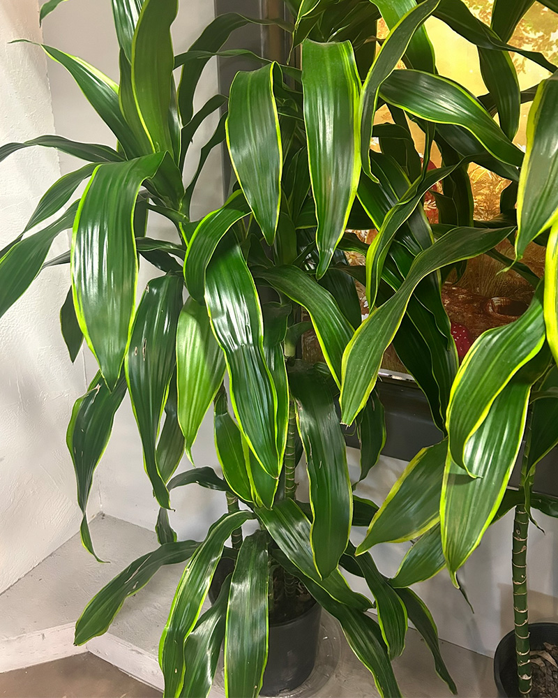 Dracaena Carmen 10"