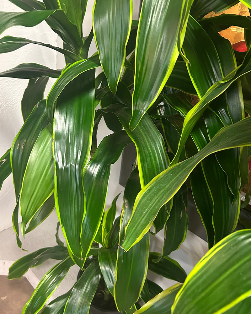 Dracaena Carmen 10\"