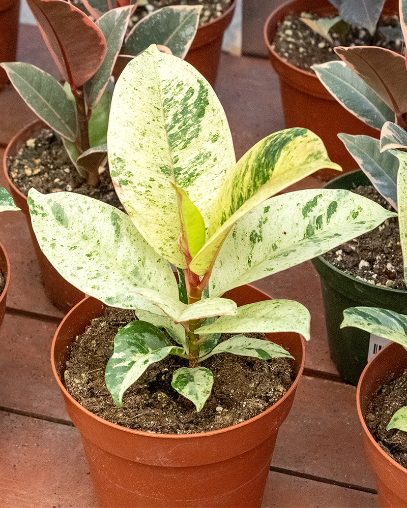 Ficus Shivereana 6"