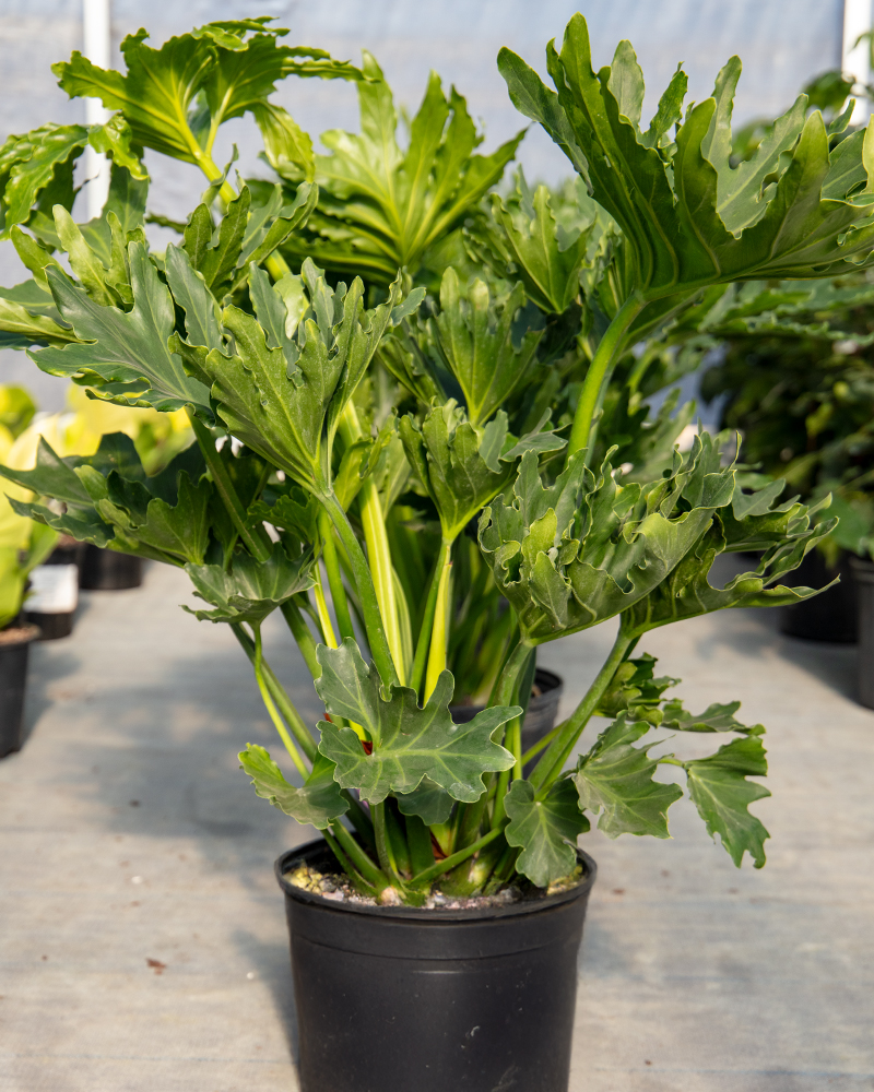 Philodendron Hope 8"