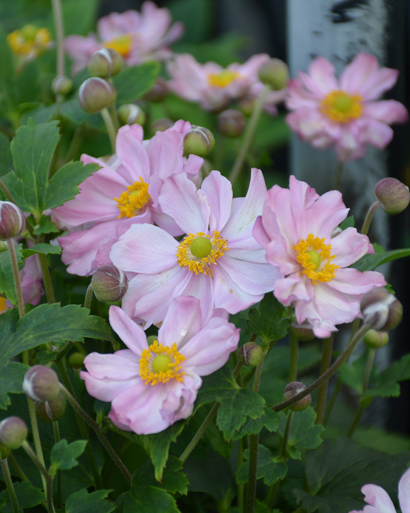 Pocahontas Anemone #1<br><i>Anemone 'Pocahontas'</br></i>