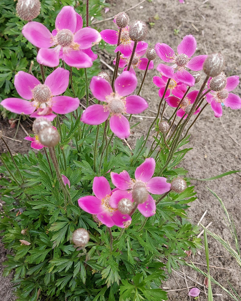 Spring Beauty Pink Anemone #1<br><i>Anemone 'Spring Beauty Pink"</br></i>