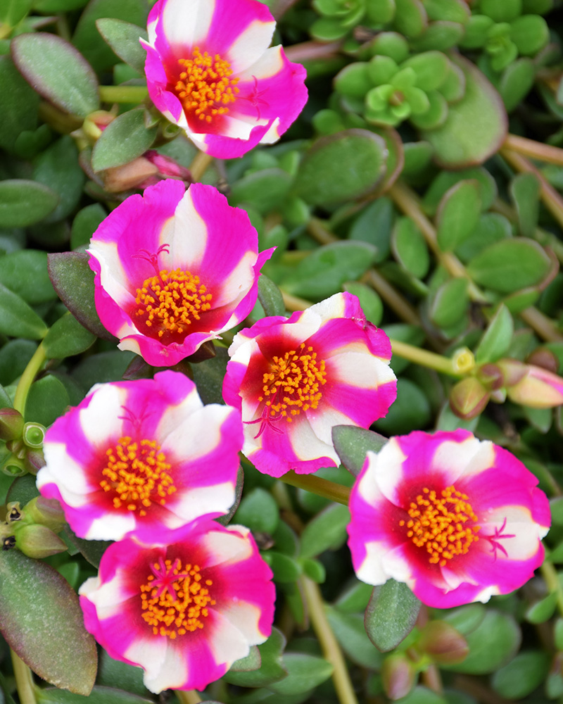 Portulaca Pink Lady 4"