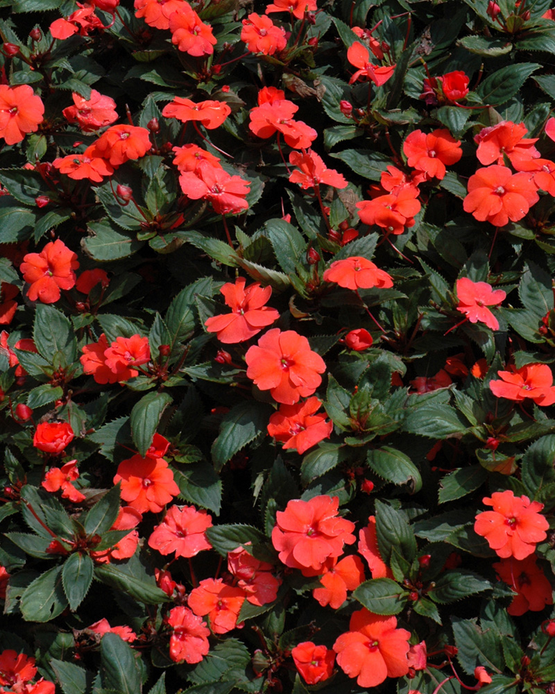 Sunpatiens Hot Coral 4"