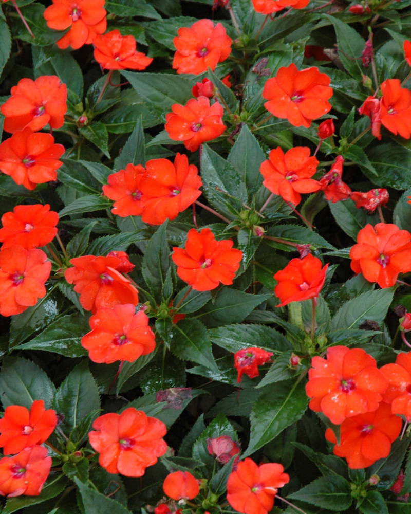 Sunpatiens Compact Orange 4"