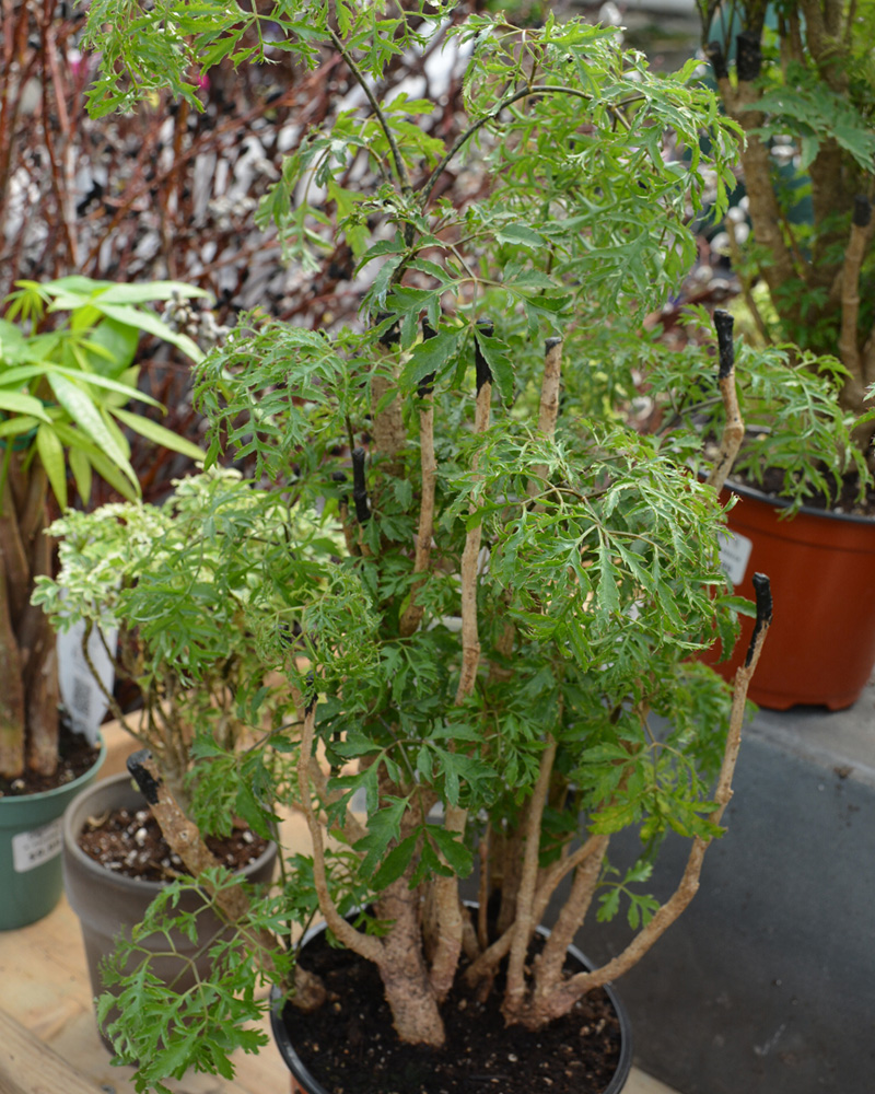 Aralia Ming Stump 8"