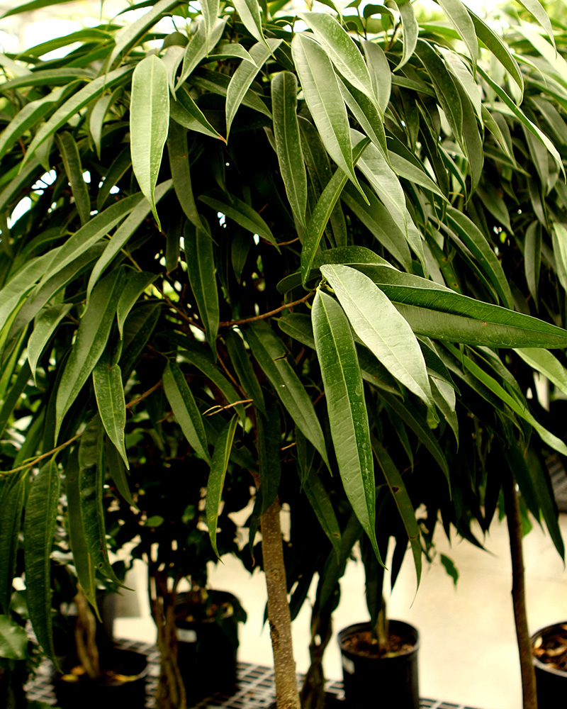 Ficus Alii Standard 10"