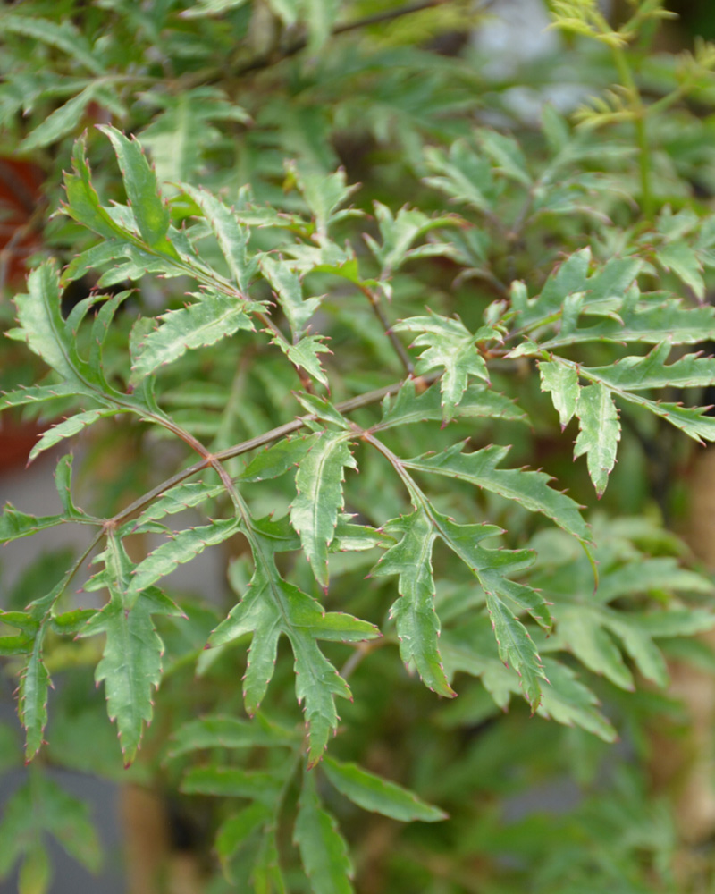 Aralia Ming Stump 8\"