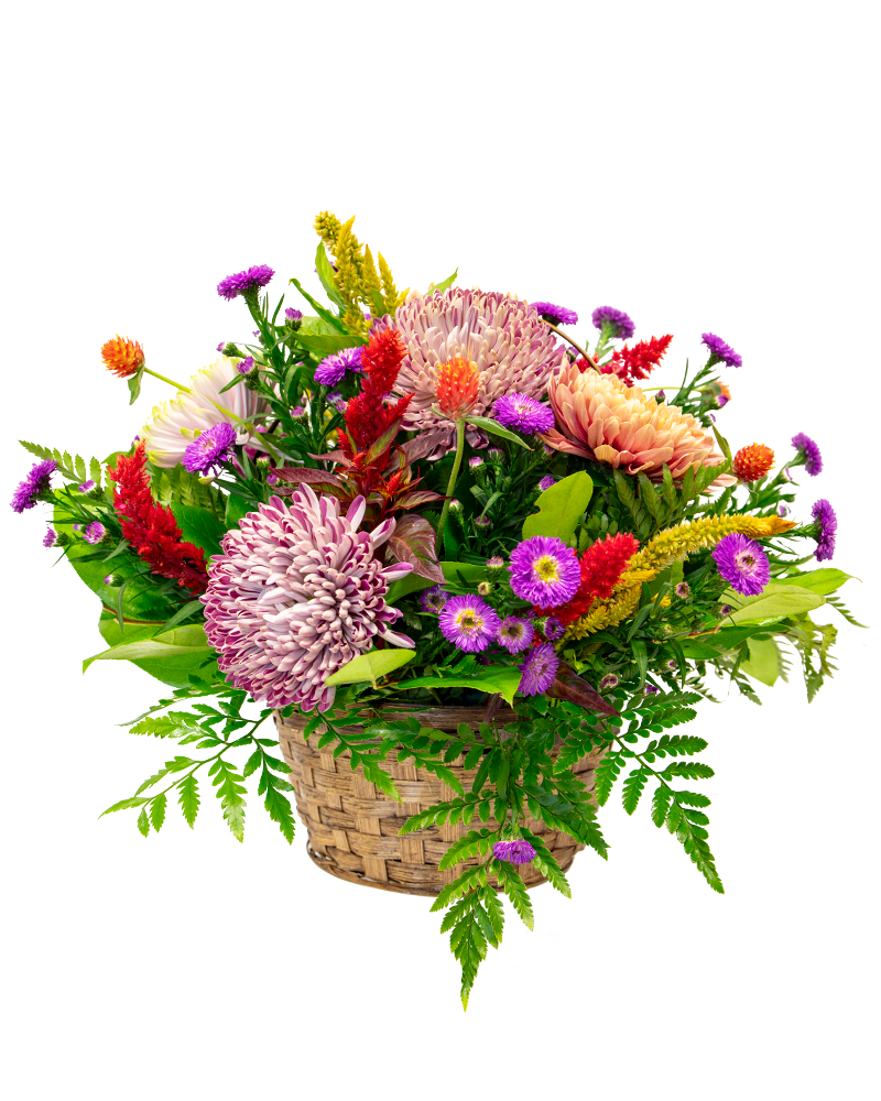 Bounty-FULL Mums & Asters Basket from $75 to $105
