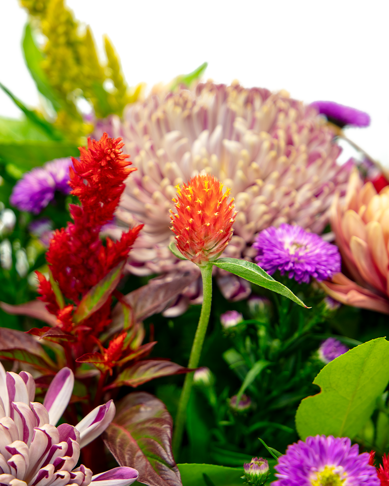 Bounty-FULL Mums & Asters Basket from $75 to $105