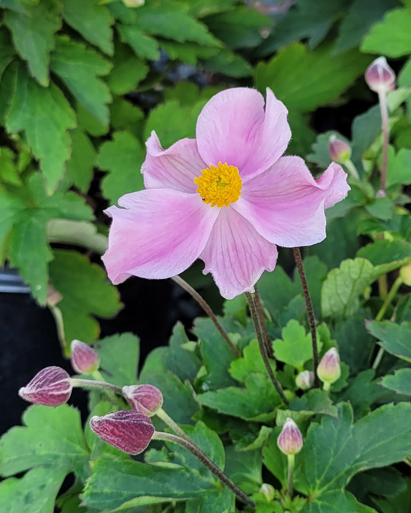 Satin Doll Blush Anemone #1<br><i>Anemone 'Satin Doll Blush'</br></i>