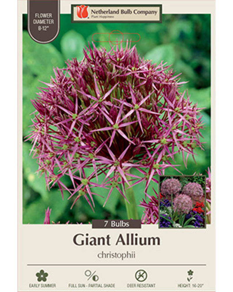Allium Christophii