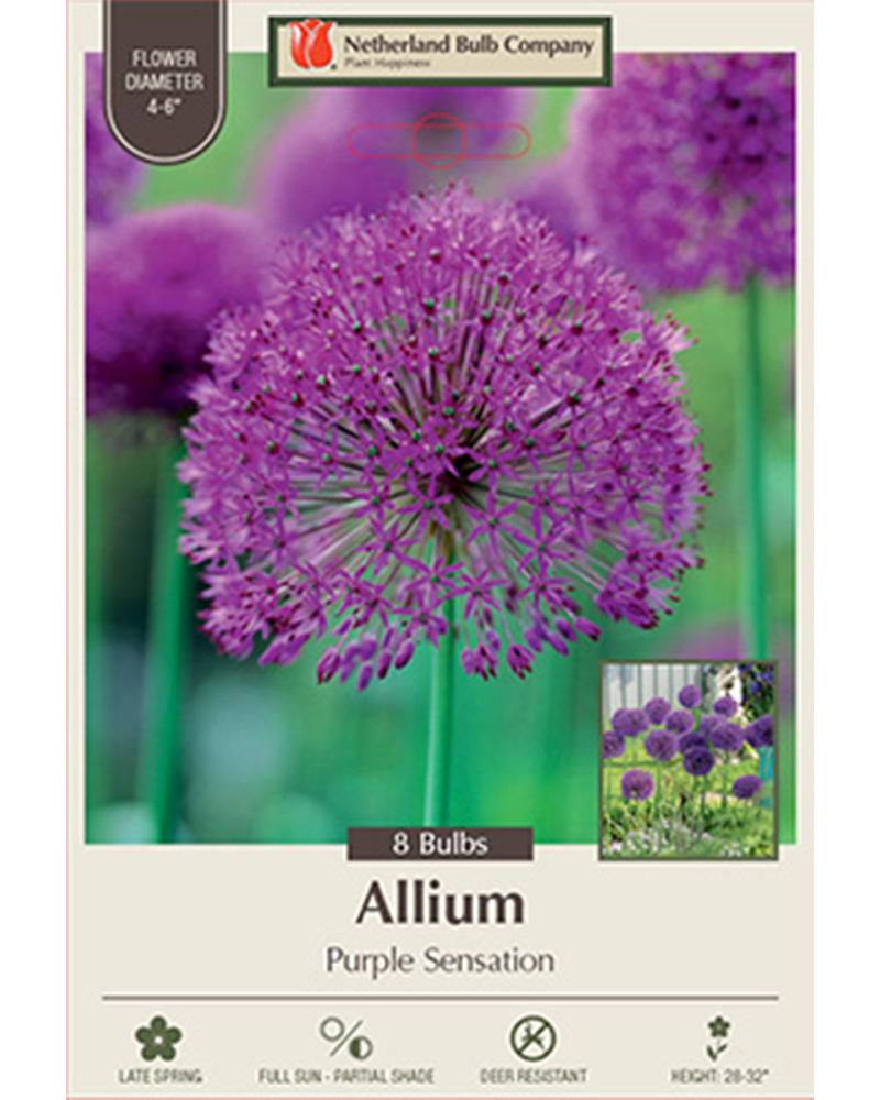 Allium Purple Sensation