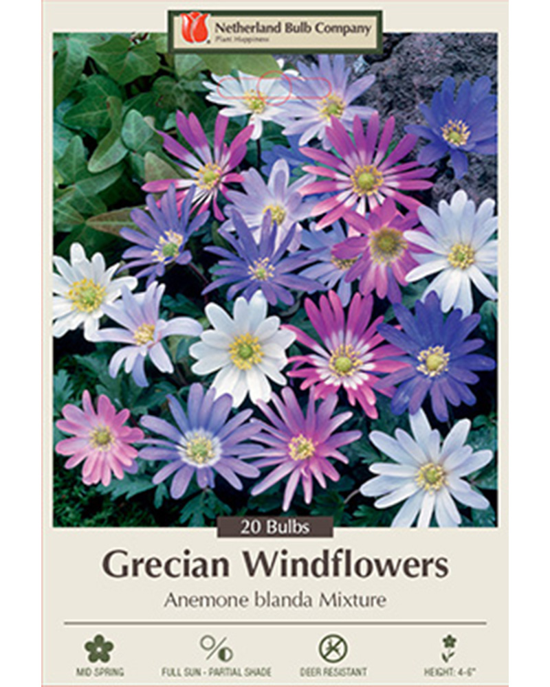 Anemone Windflower Mixture