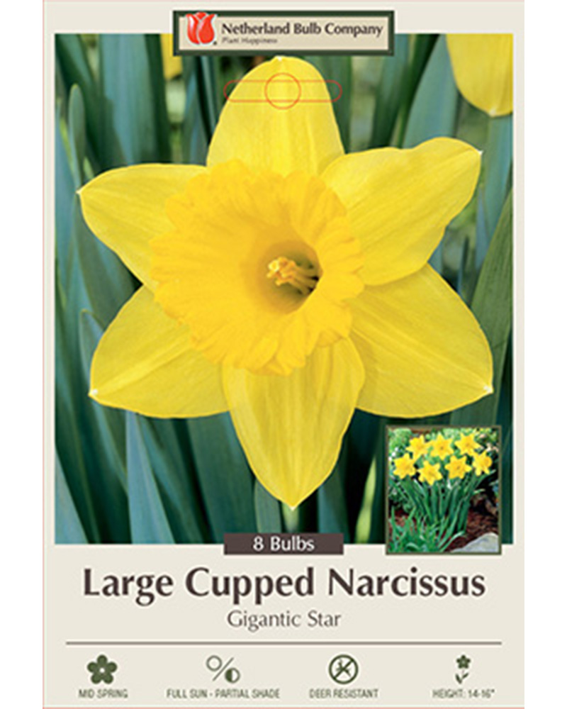 Narcissus Gigantic Star