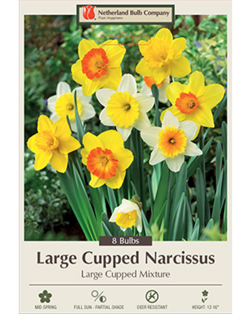 Narcissus Large Cupped Mixture